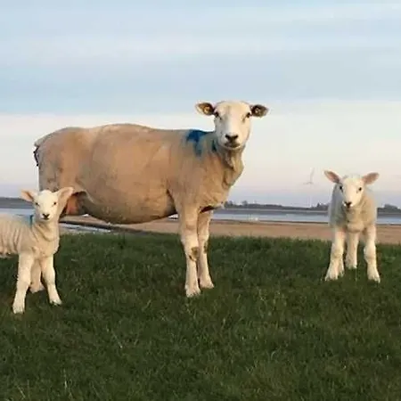 Nordseehaus Mit Piratennest Tatil Evi